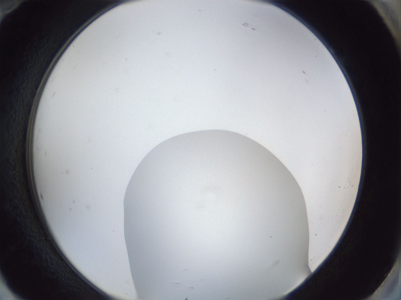 folderID29_plateID1029_batchID1998_wellNum94_profileID1_d2_r44319_ef.jpg