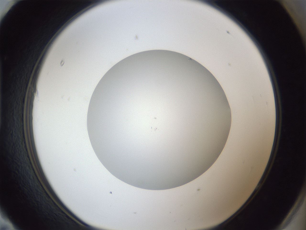 folderID29_plateID1029_batchID1998_wellNum95_profileID1_d1_r44320_ef.jpg