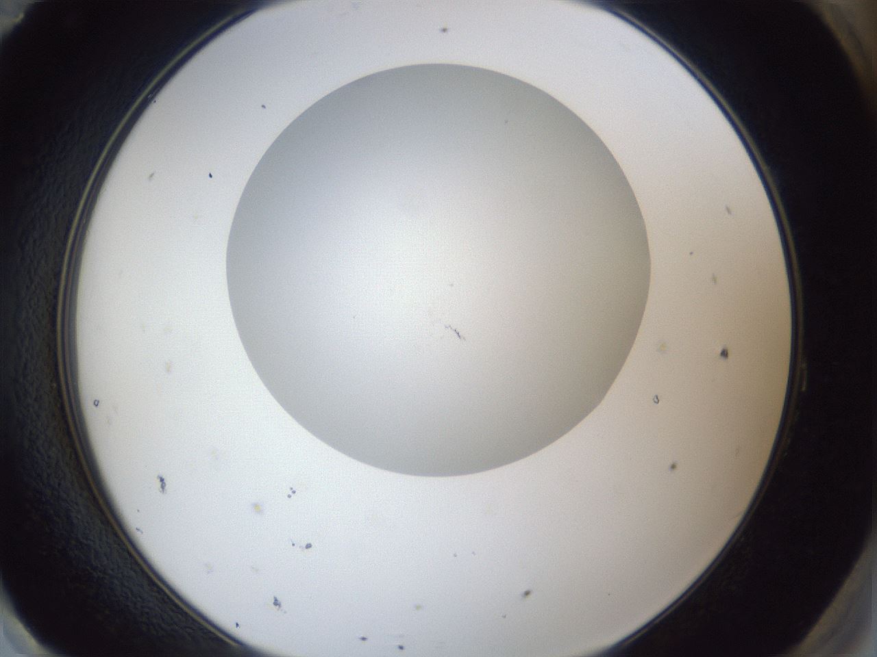 folderID29_plateID1029_batchID1998_wellNum95_profileID1_d2_r44321_ef.jpg
