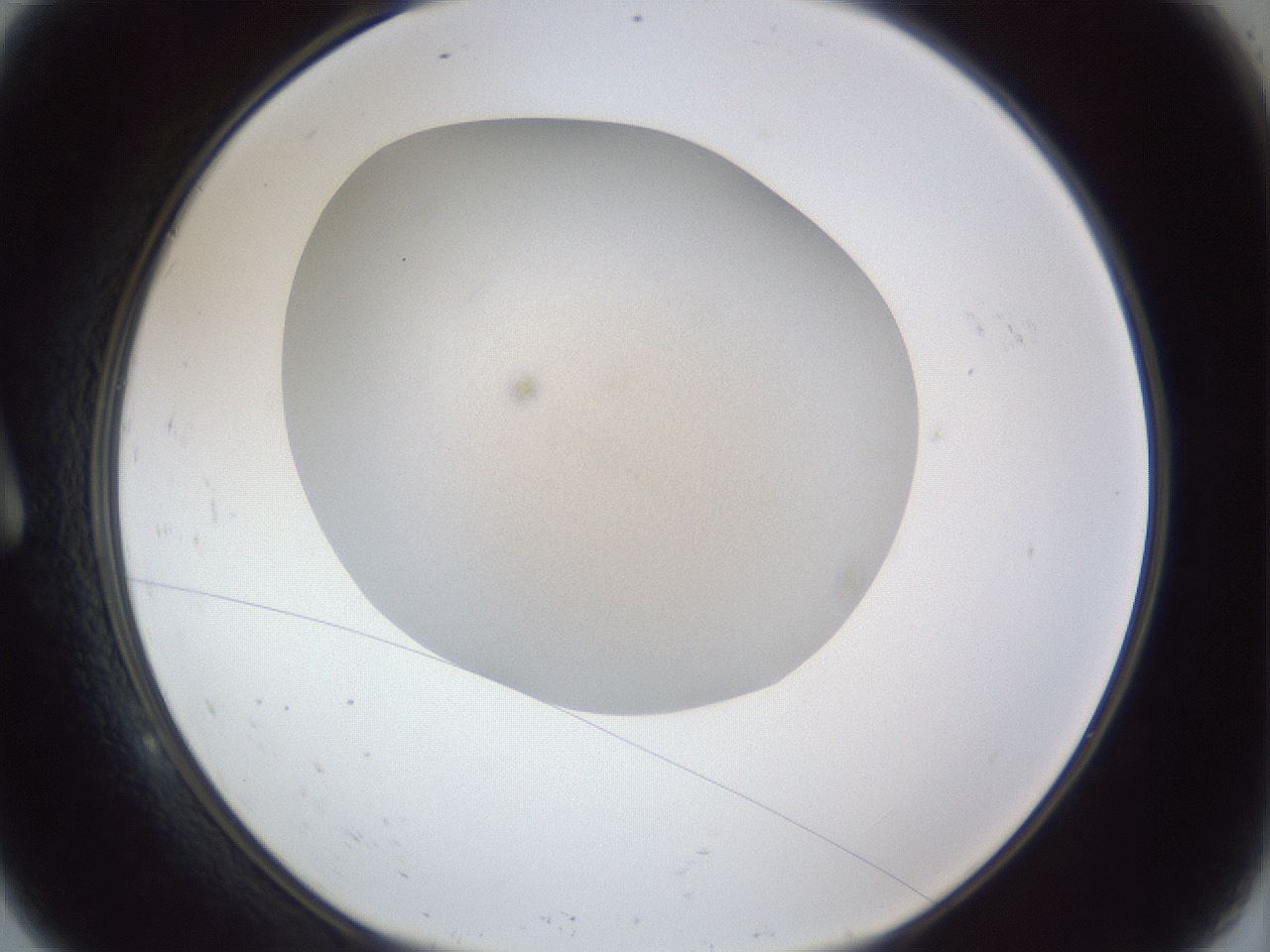 folderID29_plateID1029_batchID1998_wellNum9_profileID1_d1_r44148_ef.jpg
