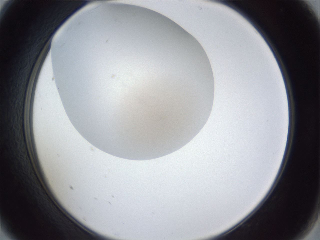 folderID29_plateID1029_batchID1998_wellNum9_profileID1_d2_r44149_ef.jpg