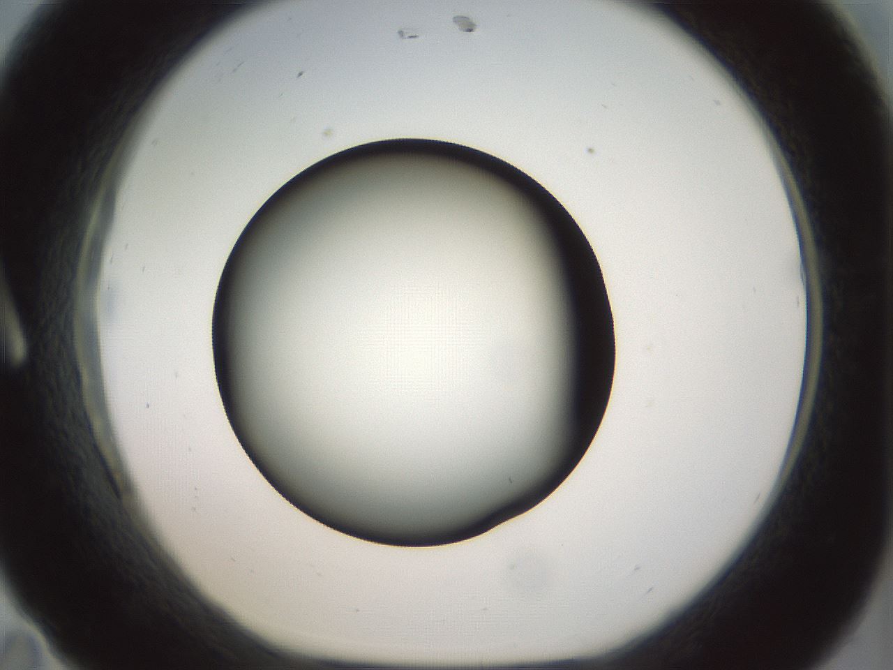 folderID300_plateID1300_batchID4268_wellNum11_profileID1_d1_r78690_ef.jpg