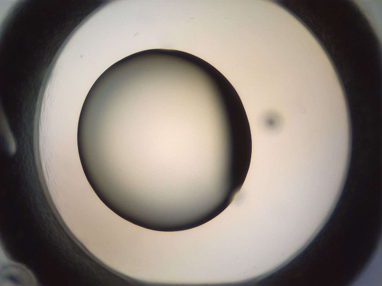 folderID300_plateID1300_batchID4268_wellNum12_profileID1_d1_r78691_ef.jpg