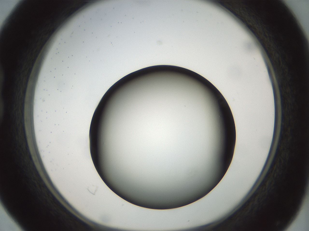 folderID300_plateID1300_batchID4268_wellNum16_profileID1_d1_r78695_ef.jpg
