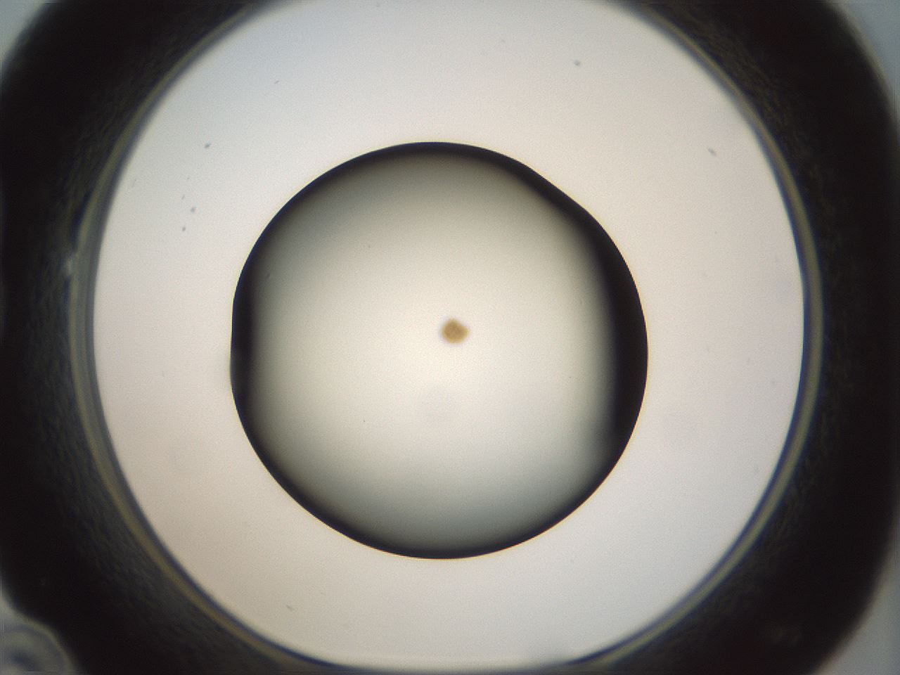 folderID300_plateID1300_batchID4268_wellNum22_profileID1_d1_r78701_ef.jpg