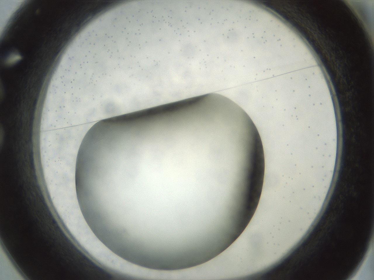 folderID300_plateID1300_batchID4268_wellNum25_profileID1_d1_r78704_ef.jpg