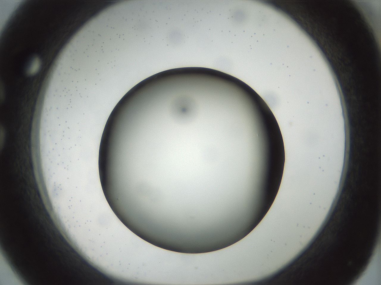 folderID300_plateID1300_batchID4268_wellNum26_profileID1_d1_r78705_ef.jpg