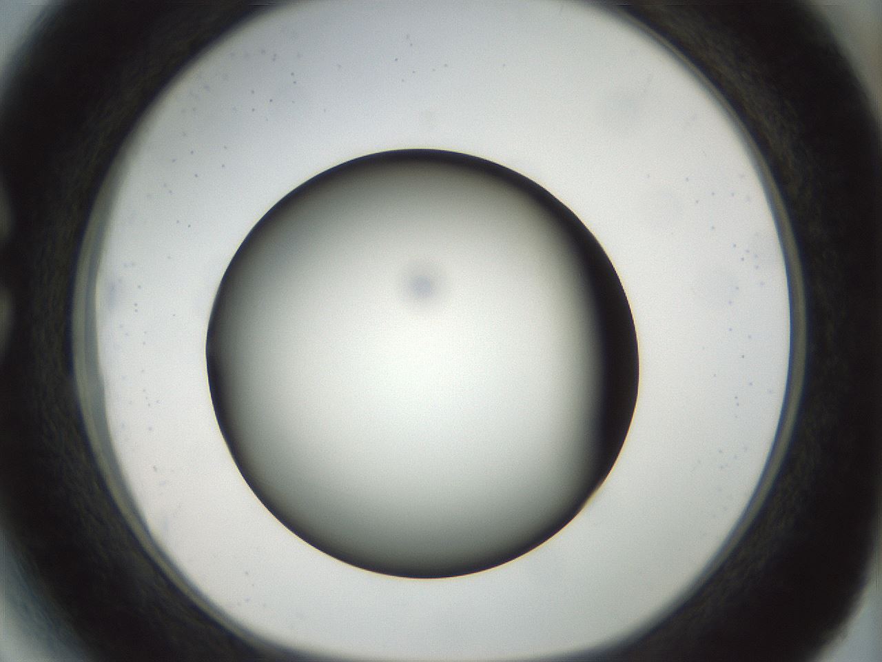 folderID300_plateID1300_batchID4268_wellNum27_profileID1_d1_r78706_ef.jpg