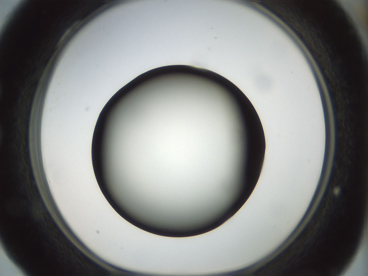 folderID300_plateID1300_batchID4268_wellNum28_profileID1_d1_r78707_ef.jpg