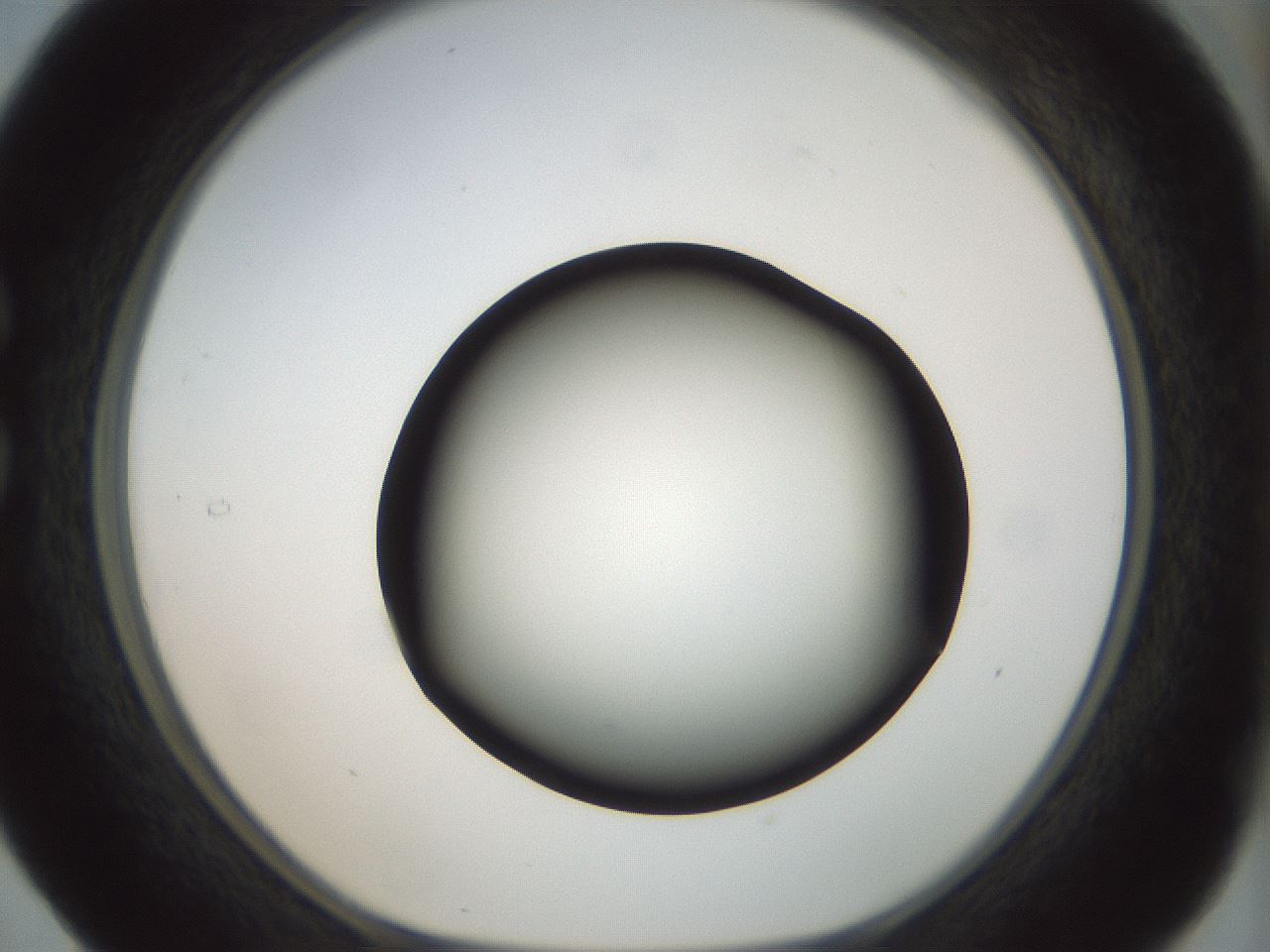 folderID300_plateID1300_batchID4268_wellNum29_profileID1_d1_r78708_ef.jpg