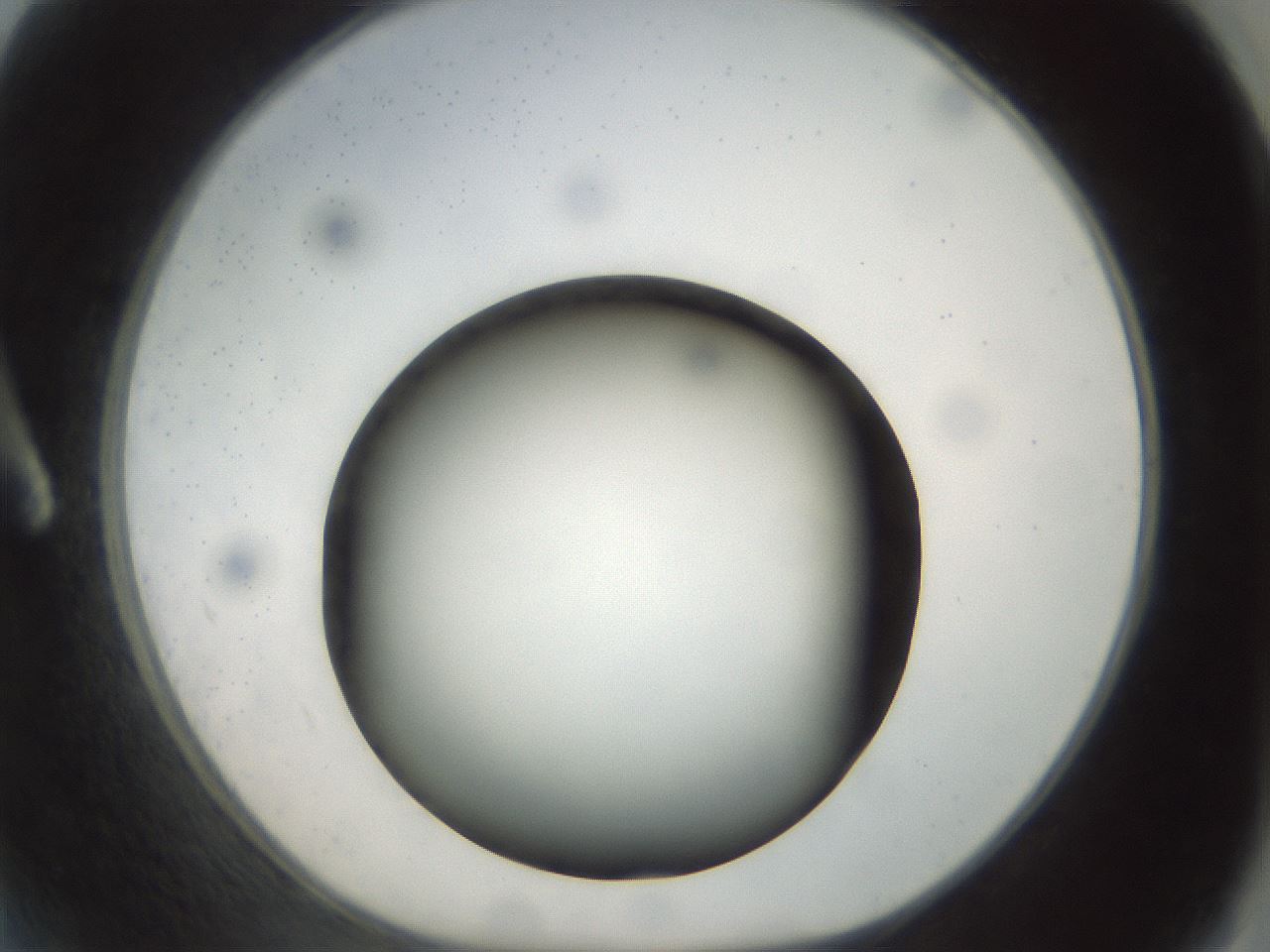 folderID300_plateID1300_batchID4268_wellNum2_profileID1_d1_r78681_ef.jpg