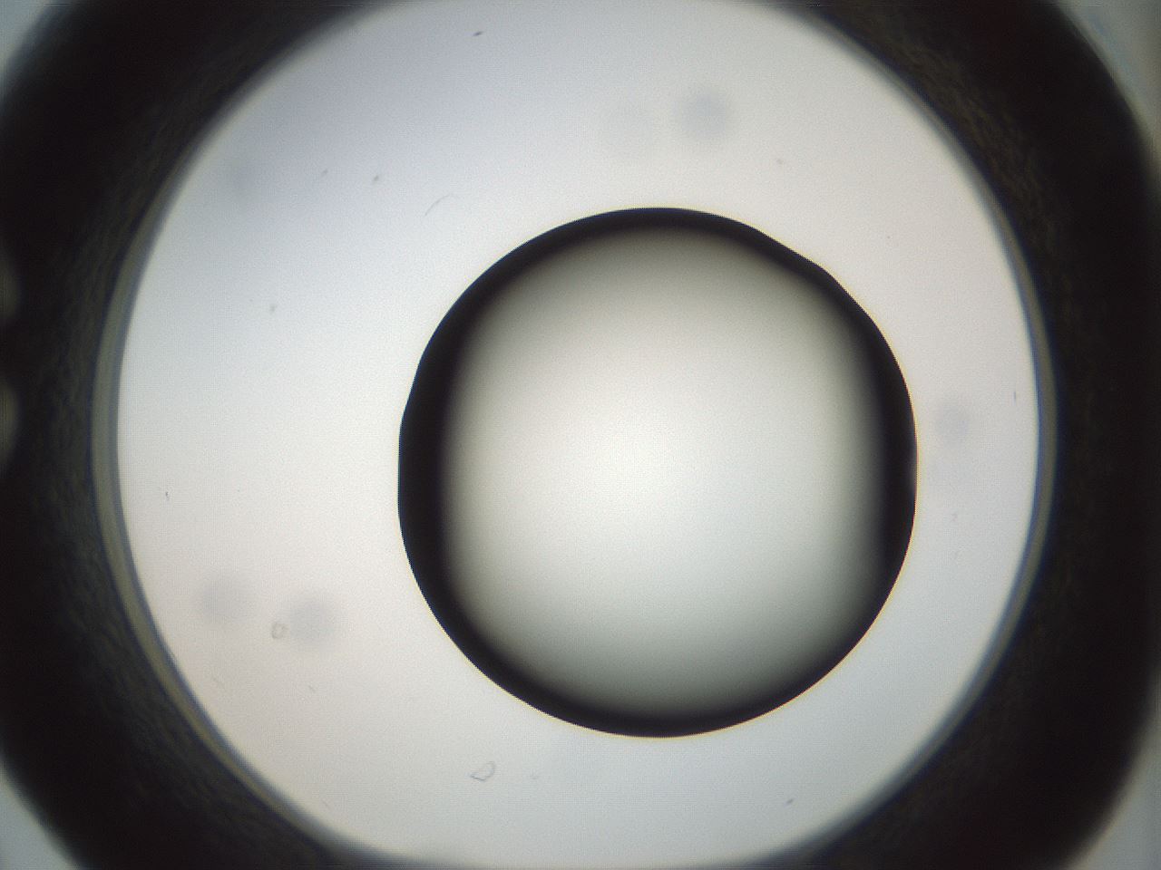 folderID300_plateID1300_batchID4268_wellNum30_profileID1_d1_r78709_ef.jpg