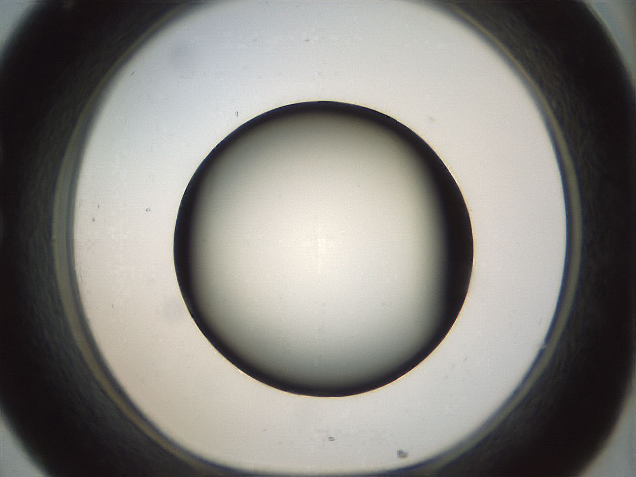 folderID300_plateID1300_batchID4268_wellNum32_profileID1_d1_r78711_ef.jpg