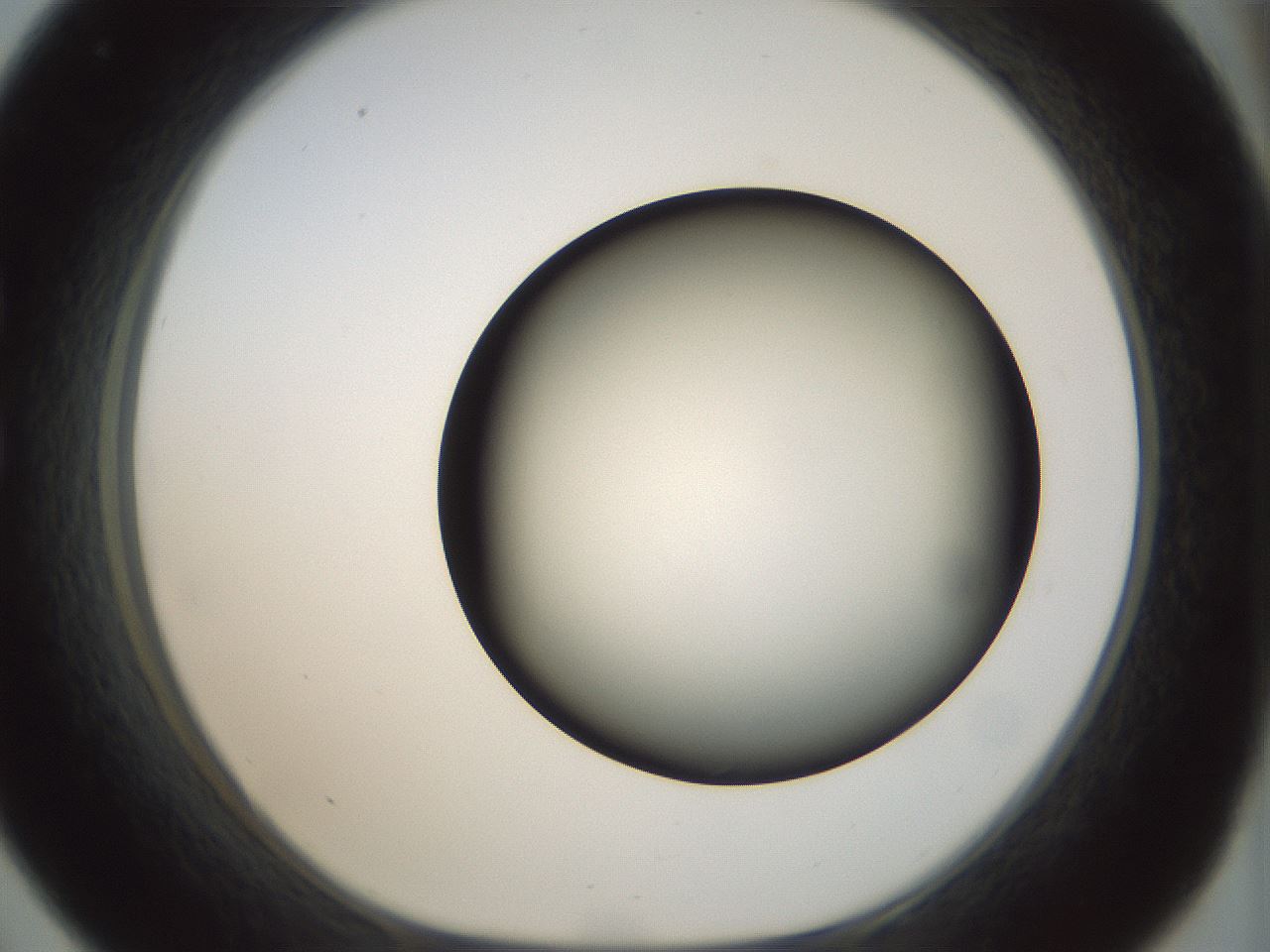 folderID300_plateID1300_batchID4268_wellNum33_profileID1_d1_r78712_ef.jpg