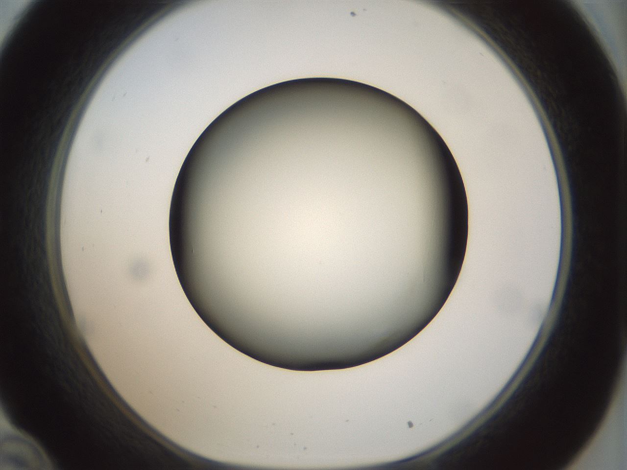 folderID300_plateID1300_batchID4268_wellNum34_profileID1_d1_r78713_ef.jpg