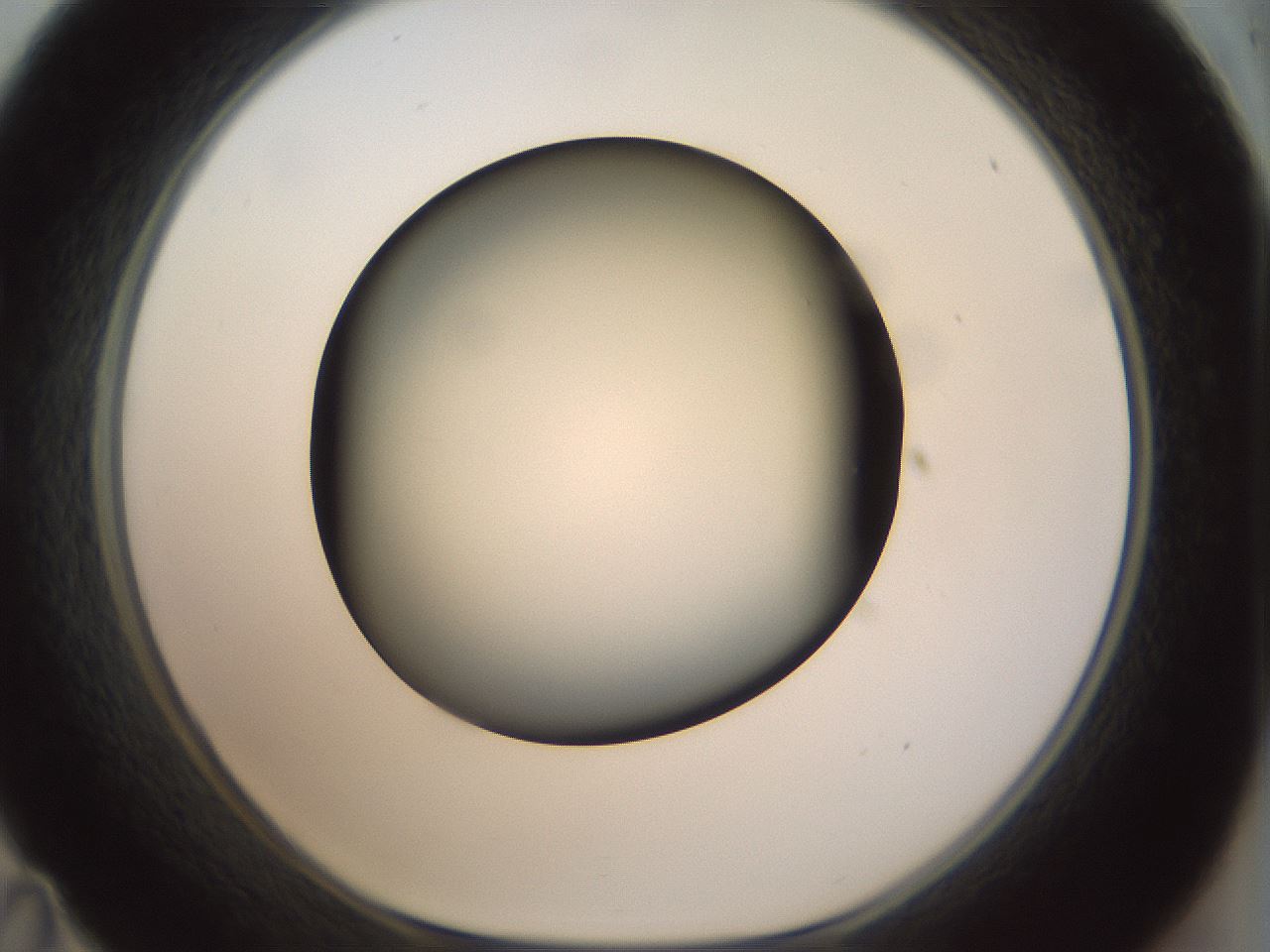 folderID300_plateID1300_batchID4268_wellNum35_profileID1_d1_r78714_ef.jpg