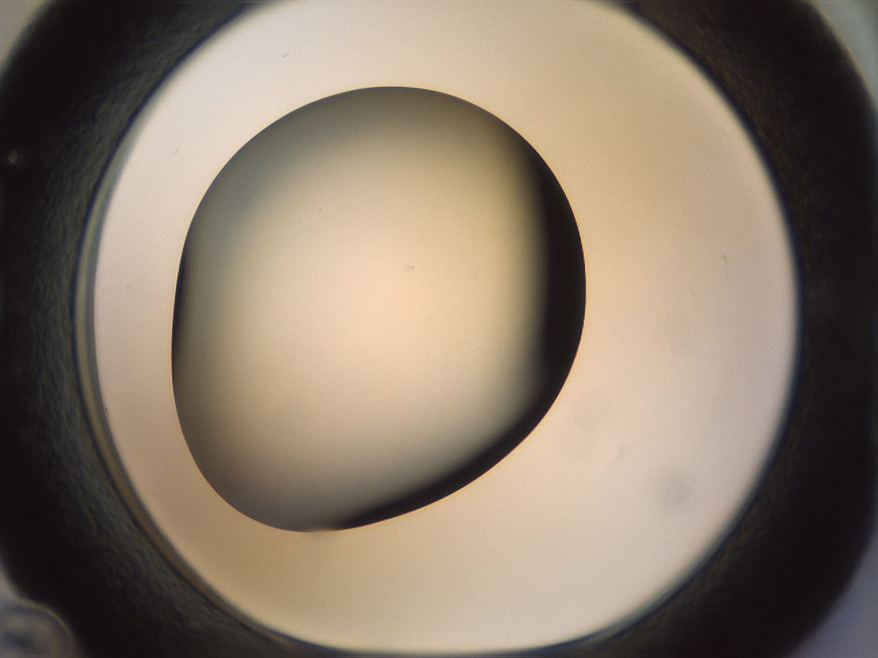 folderID300_plateID1300_batchID4268_wellNum36_profileID1_d1_r78715_ef.jpg
