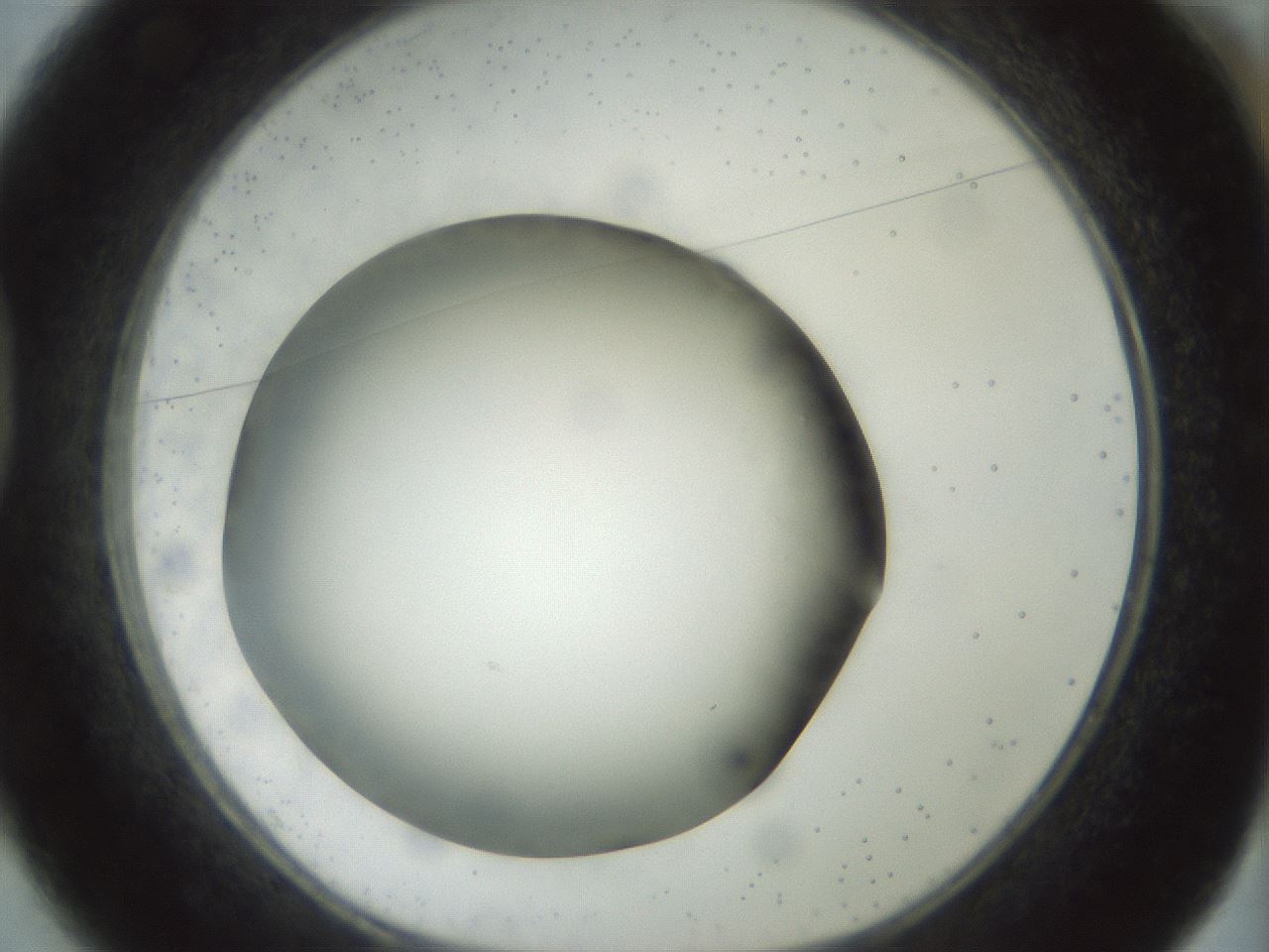 folderID300_plateID1300_batchID4268_wellNum37_profileID1_d1_r78716_ef.jpg