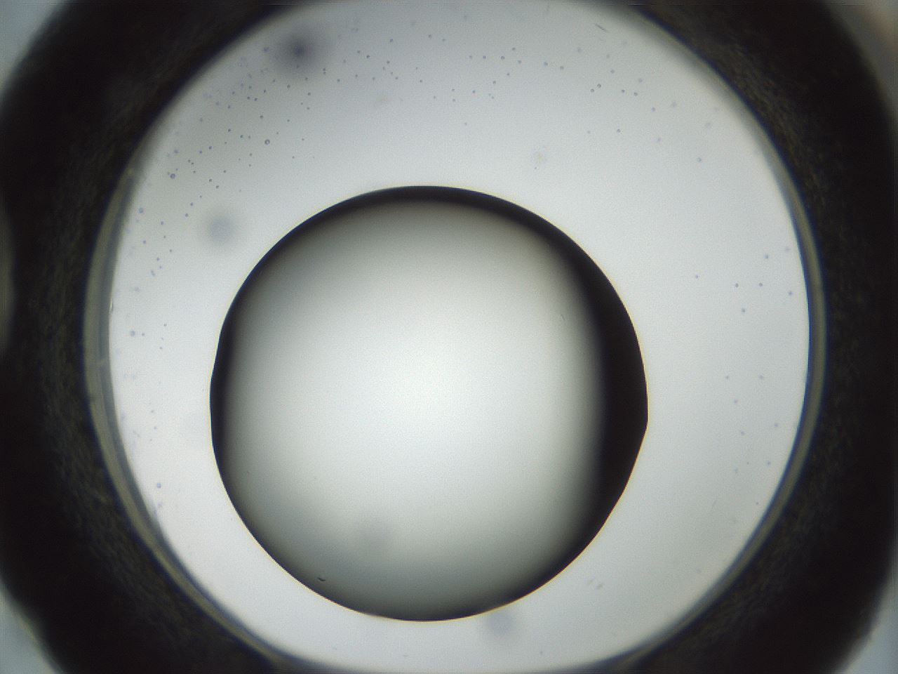 folderID300_plateID1300_batchID4268_wellNum38_profileID1_d1_r78717_ef.jpg