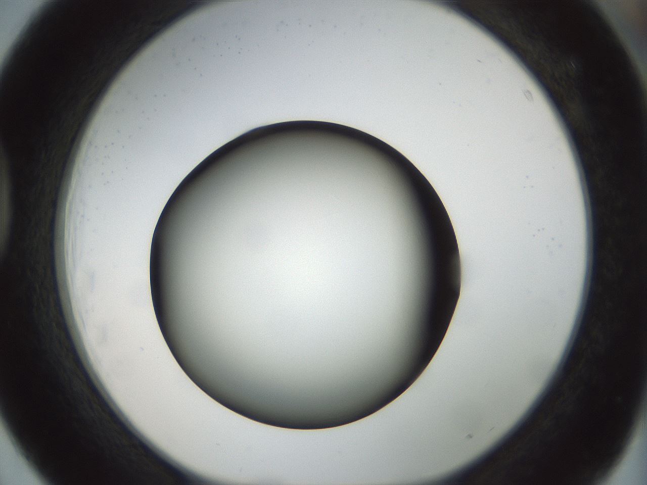 folderID300_plateID1300_batchID4268_wellNum39_profileID1_d1_r78718_ef.jpg