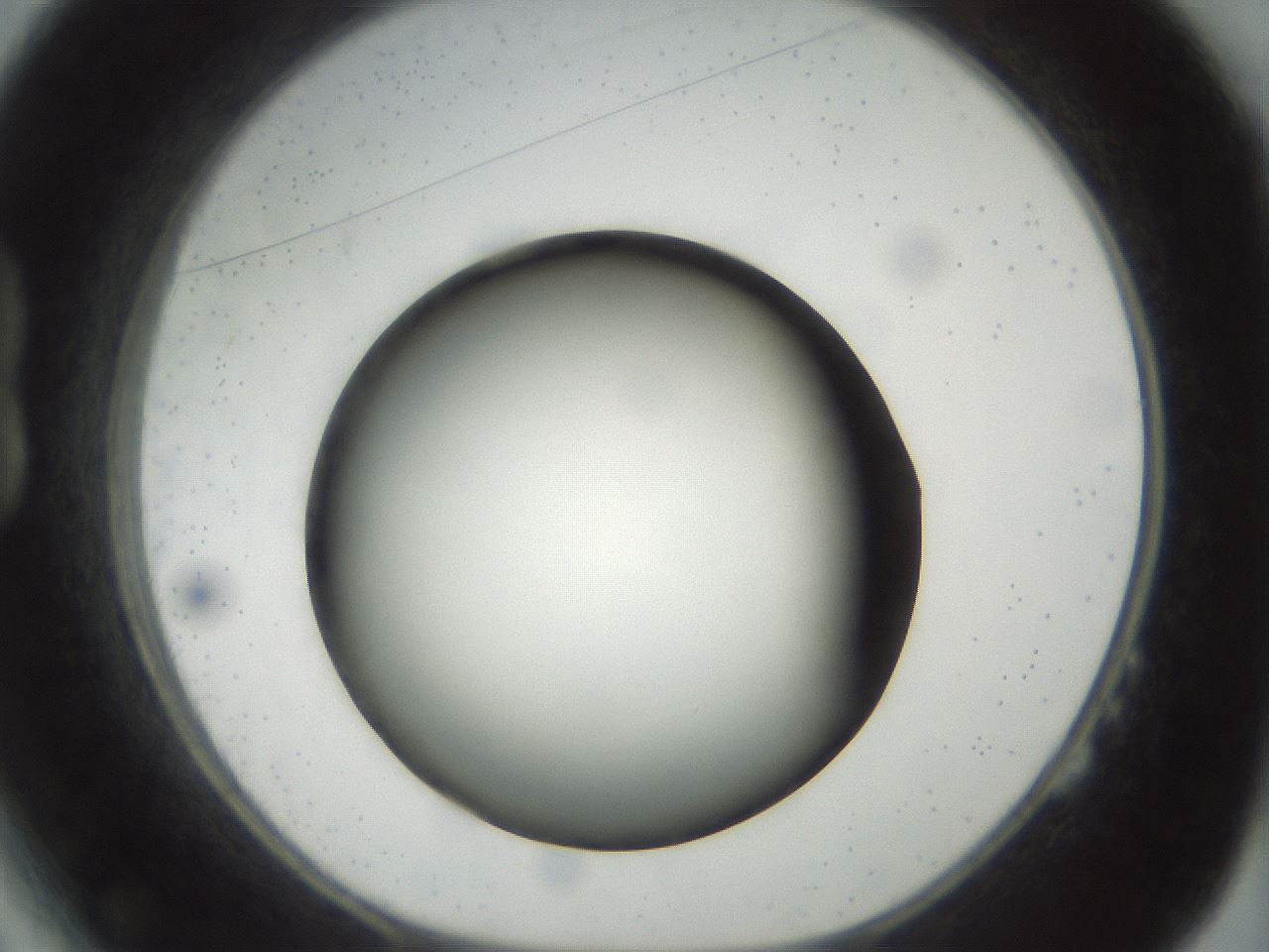 folderID300_plateID1300_batchID4268_wellNum14_profileID1_d1_r78693_ef.jpg
