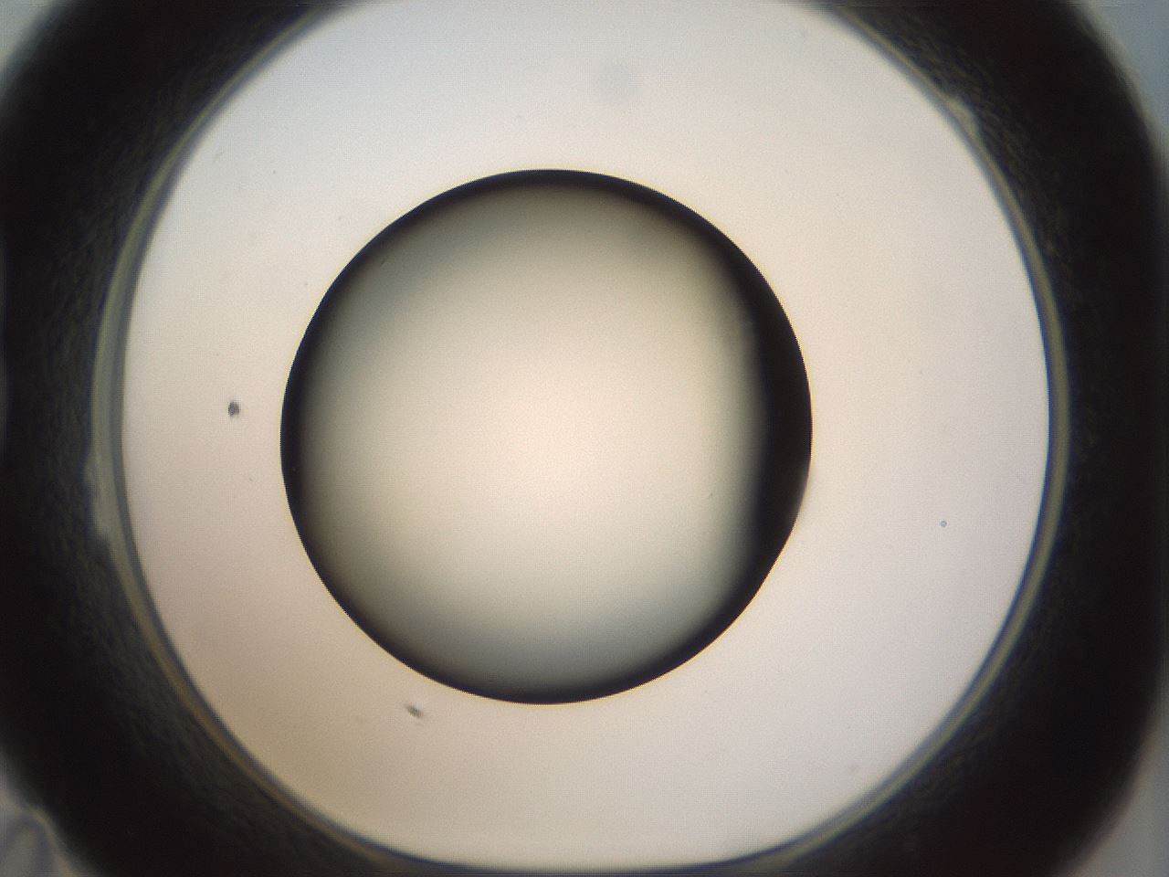 folderID300_plateID1300_batchID4268_wellNum23_profileID1_d1_r78702_ef.jpg