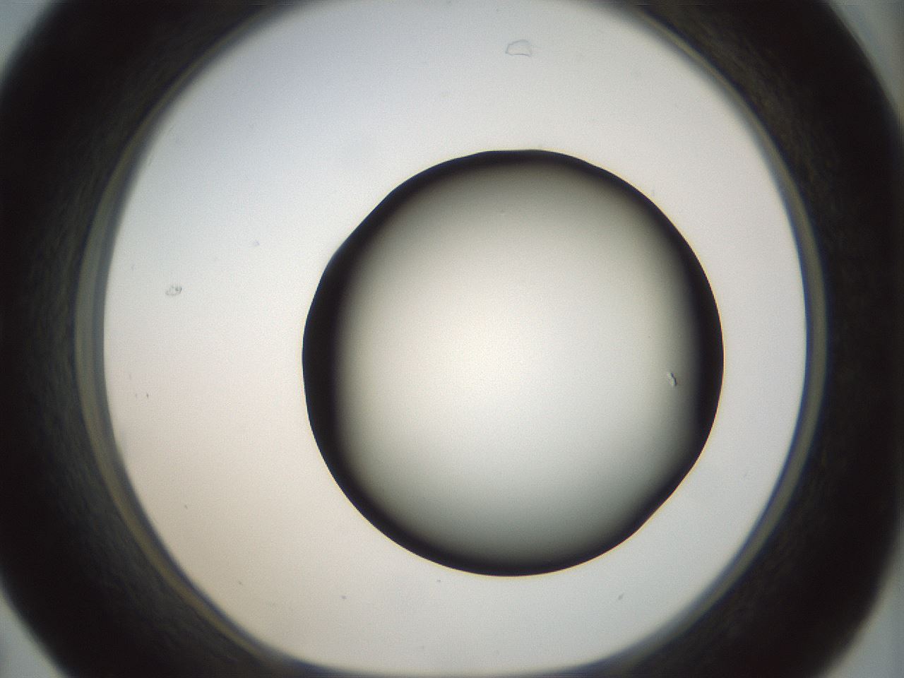 folderID300_plateID1300_batchID4268_wellNum31_profileID1_d1_r78710_ef.jpg