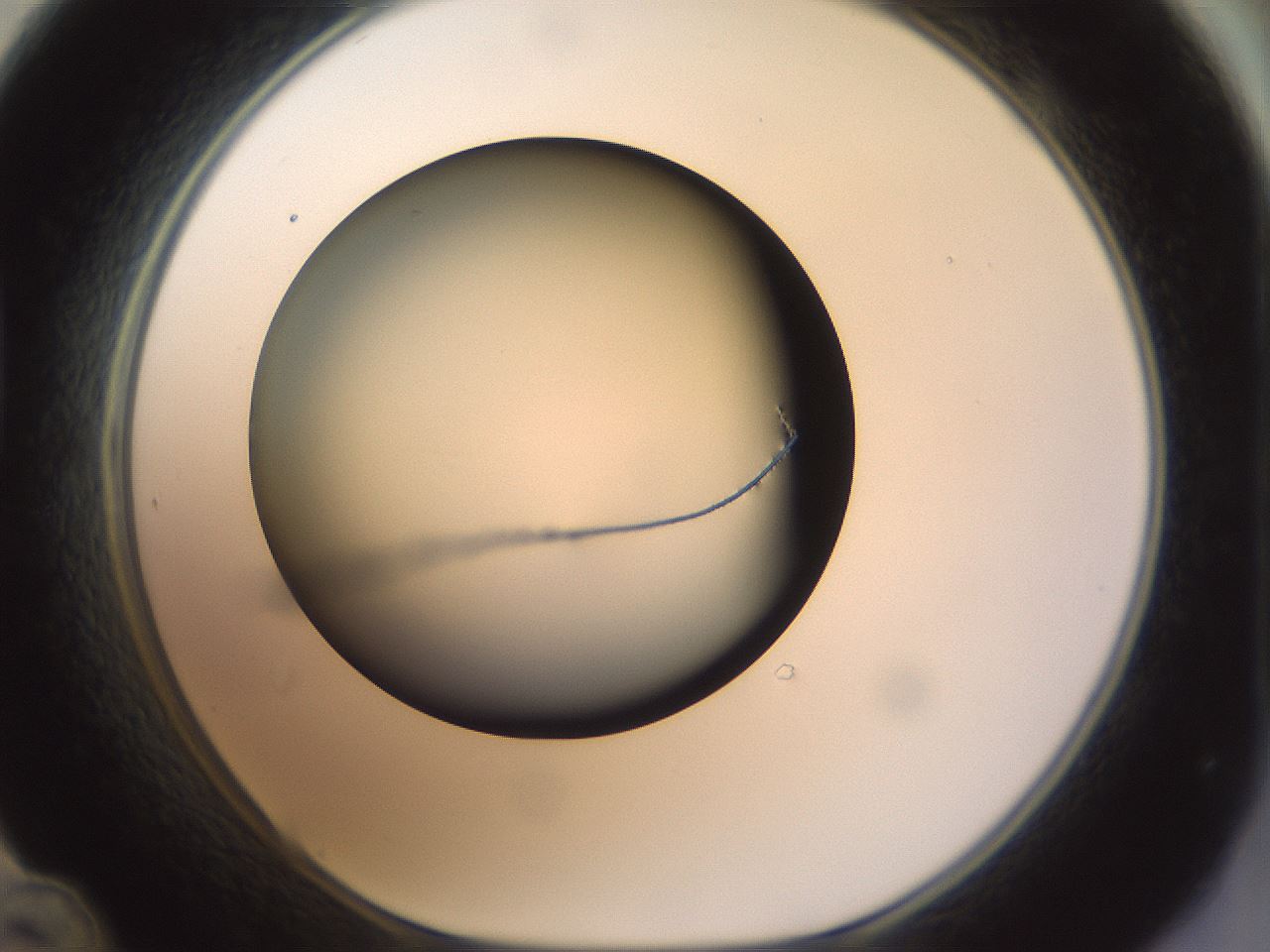 folderID300_plateID1300_batchID4268_wellNum48_profileID1_d1_r78727_ef.jpg
