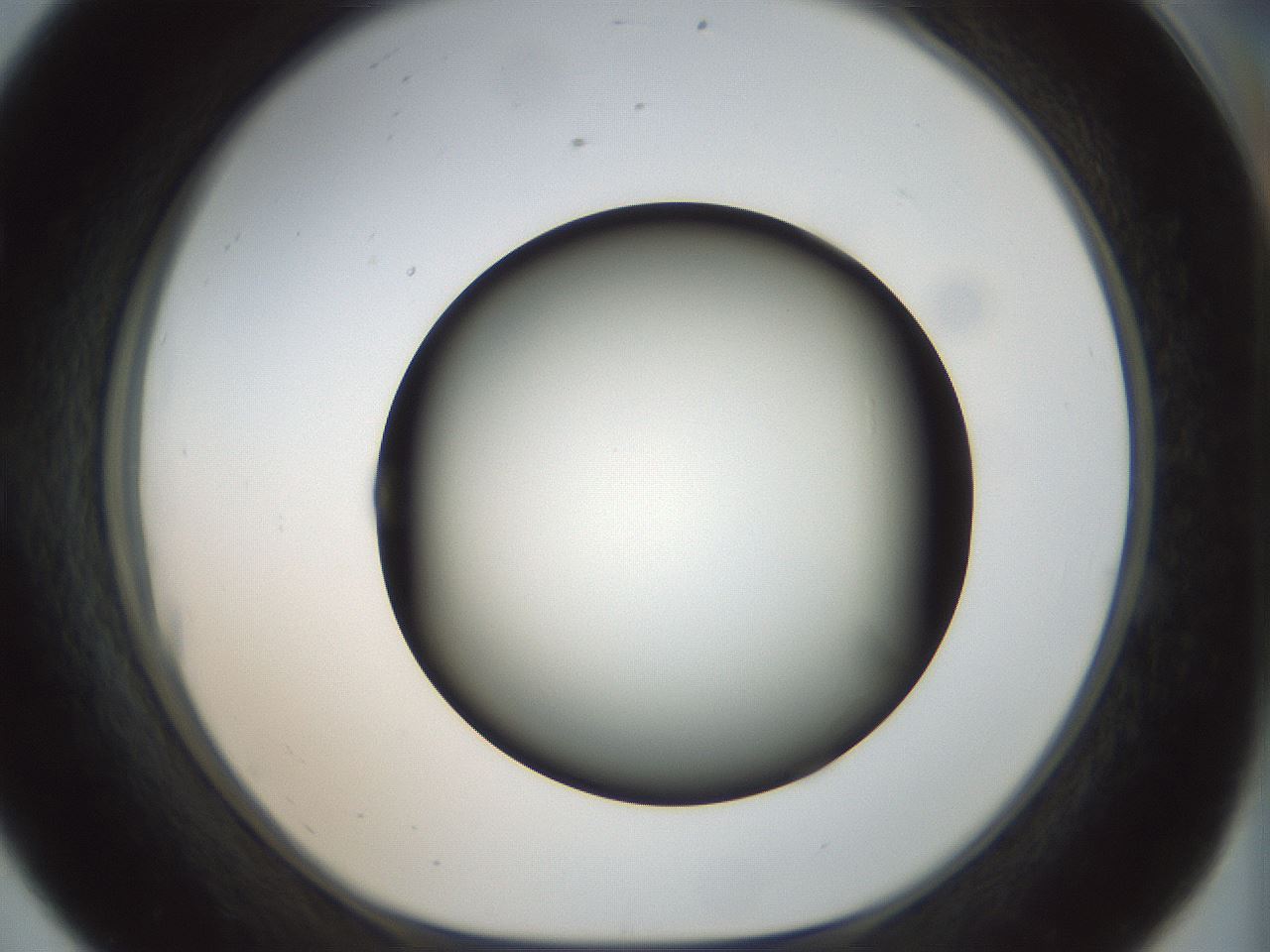 folderID300_plateID1300_batchID4268_wellNum56_profileID1_d1_r78735_ef.jpg