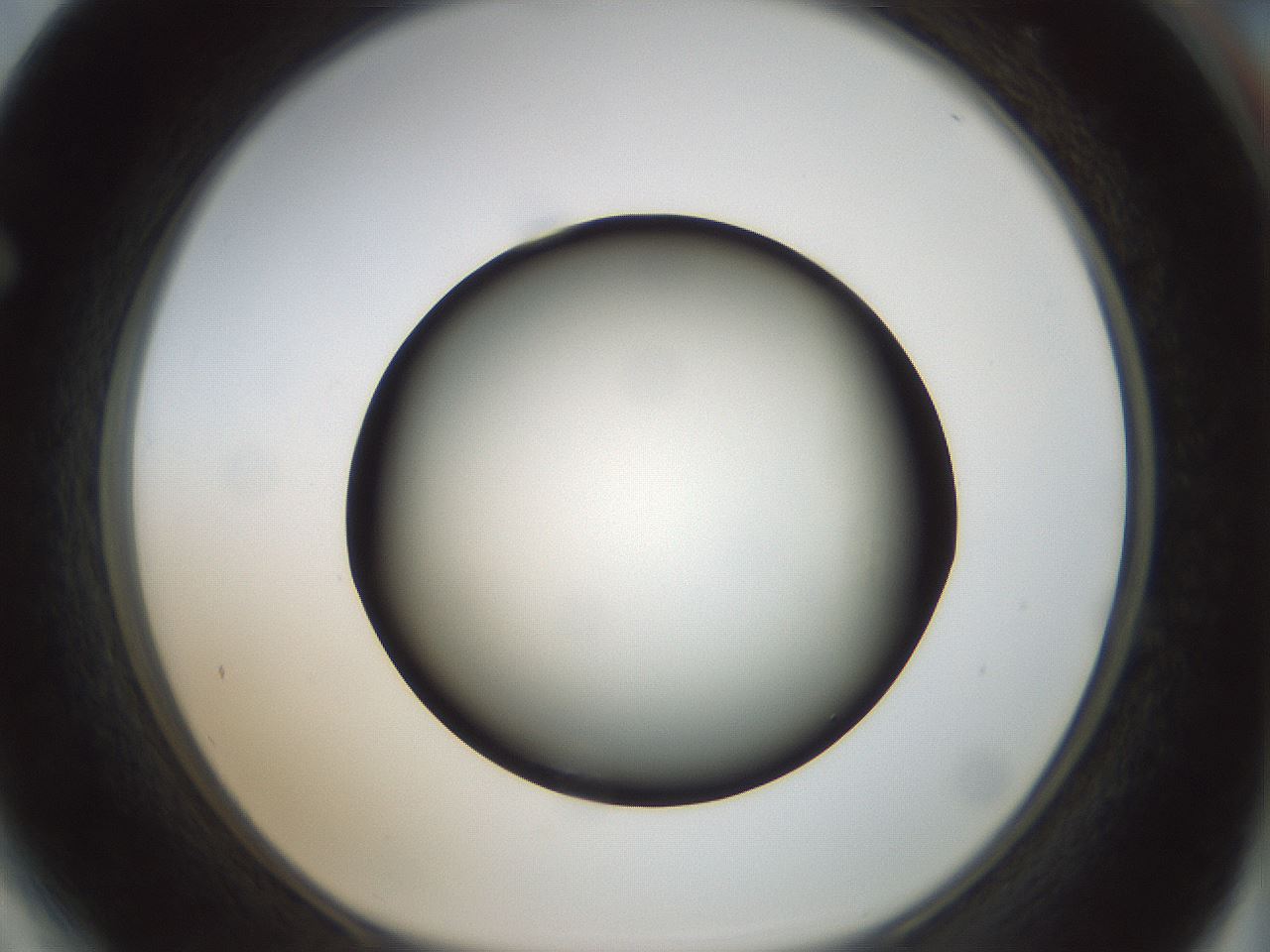 folderID300_plateID1300_batchID4268_wellNum64_profileID1_d1_r78743_ef.jpg