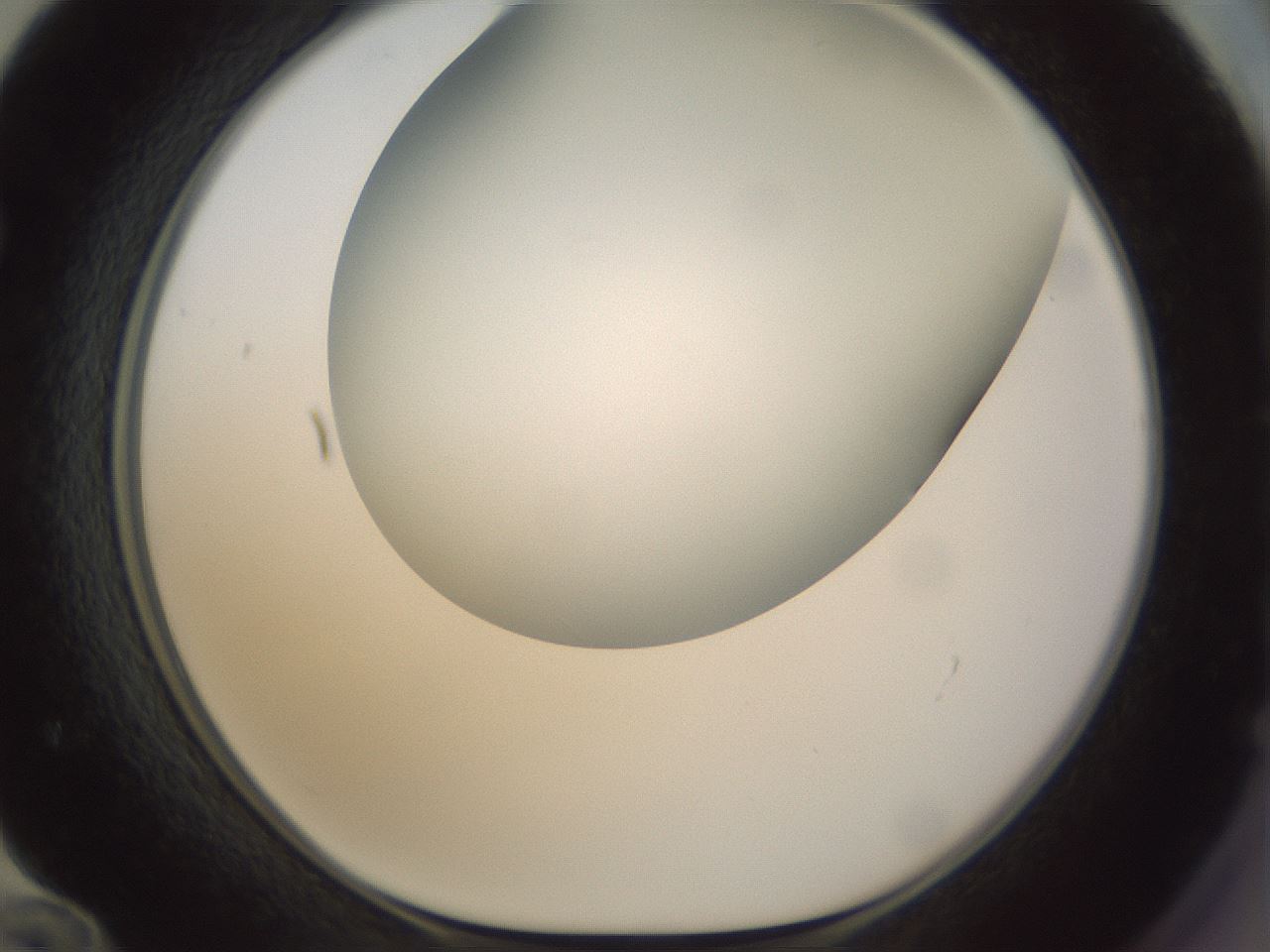 folderID300_plateID1300_batchID4268_wellNum72_profileID1_d1_r78751_ef.jpg