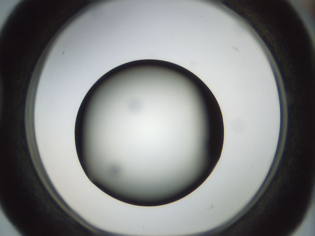 folderID300_plateID1300_batchID4268_wellNum40_profileID1_d1_r78719_ef.jpg