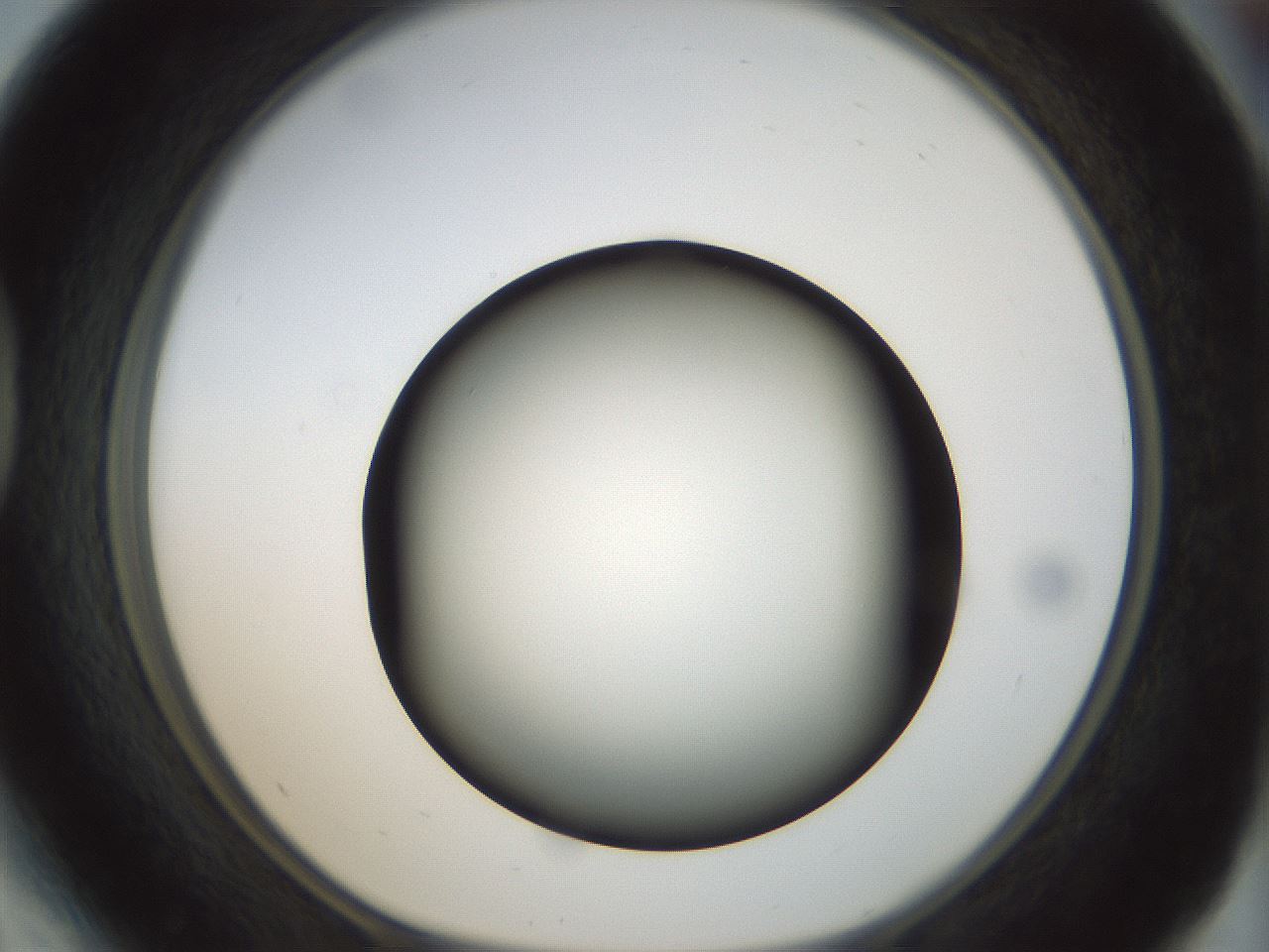 folderID300_plateID1300_batchID4268_wellNum41_profileID1_d1_r78720_ef.jpg