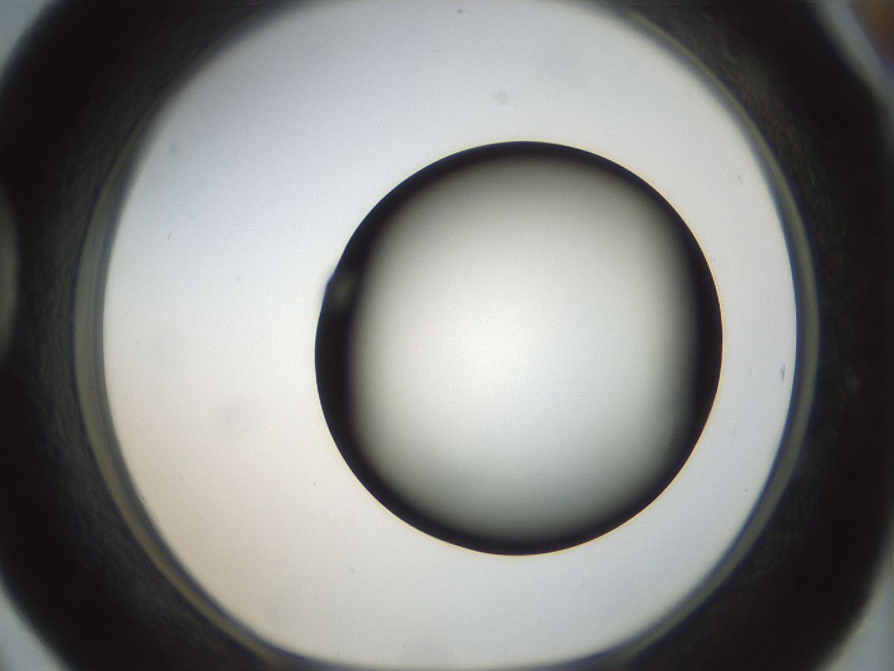 folderID300_plateID1300_batchID4268_wellNum42_profileID1_d1_r78721_ef.jpg