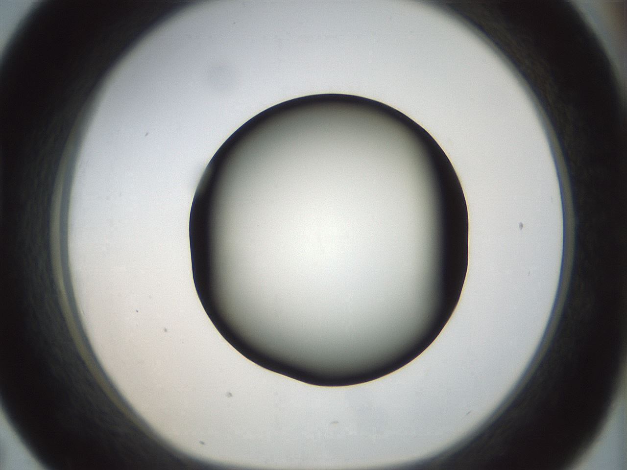 folderID300_plateID1300_batchID4268_wellNum43_profileID1_d1_r78722_ef.jpg