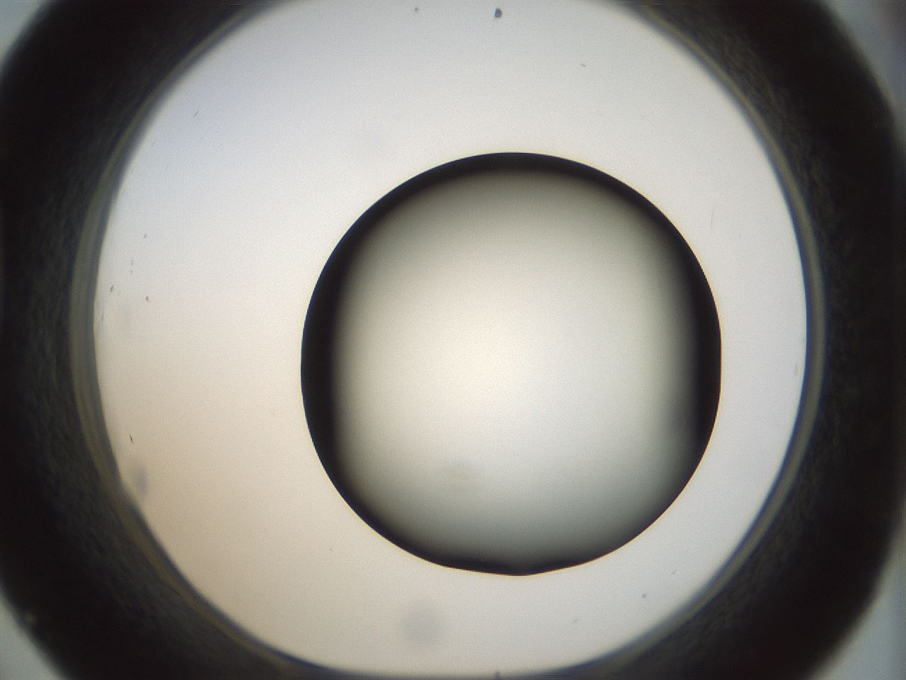 folderID300_plateID1300_batchID4268_wellNum45_profileID1_d1_r78724_ef.jpg