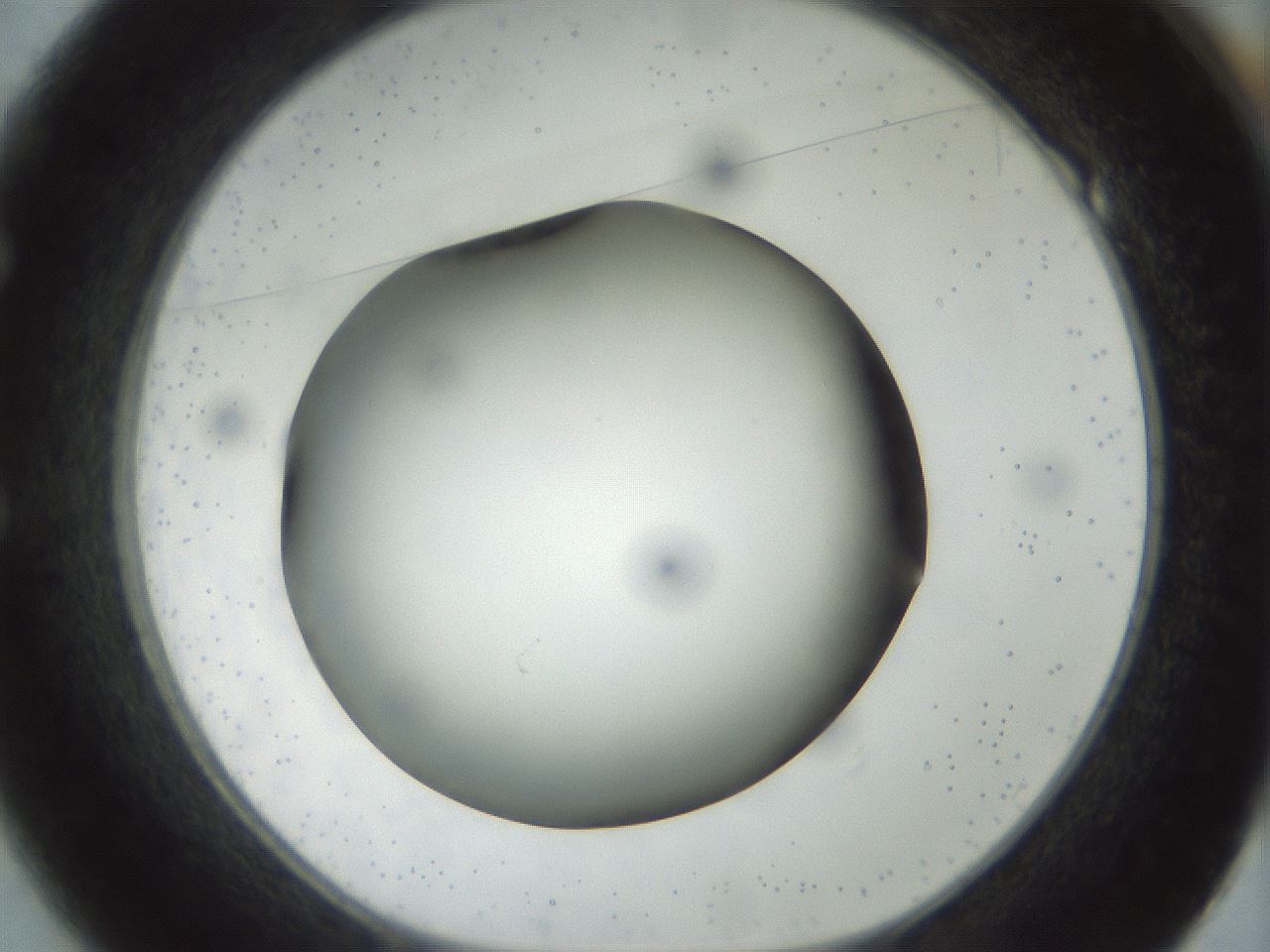 folderID300_plateID1300_batchID4268_wellNum49_profileID1_d1_r78728_ef.jpg