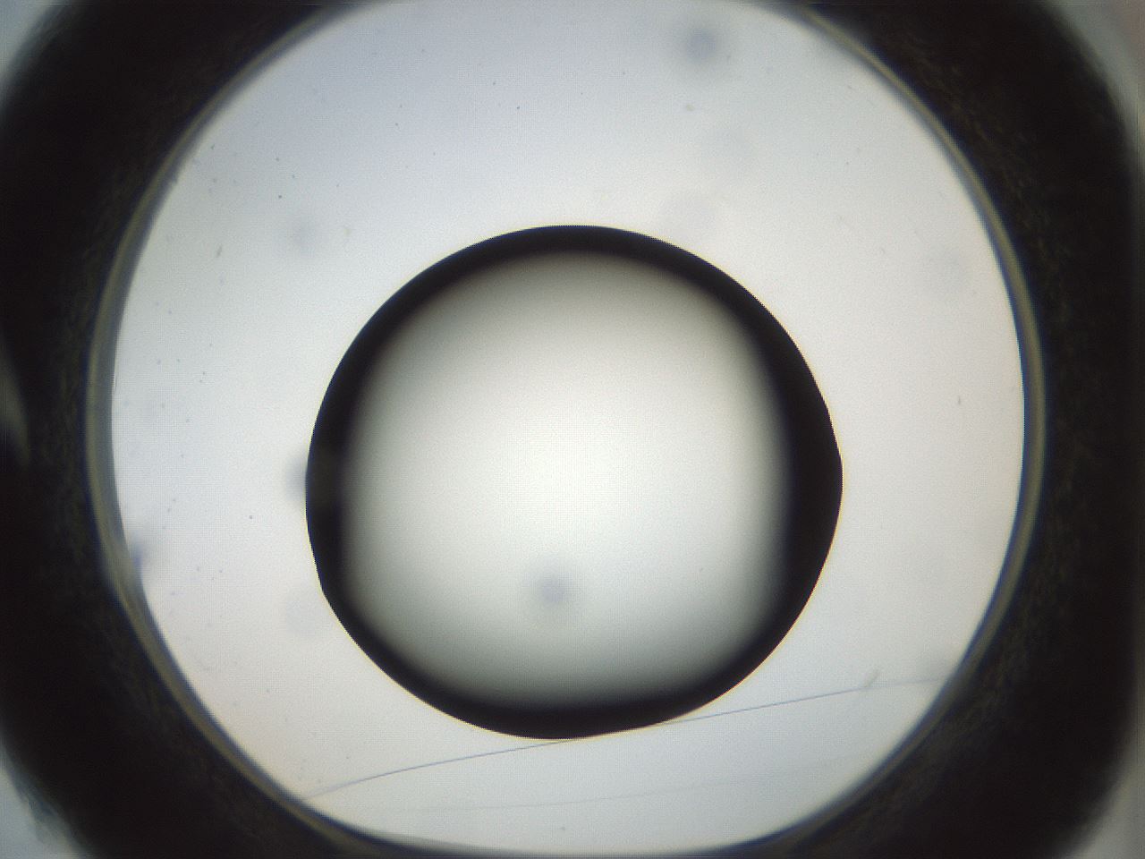 folderID300_plateID1300_batchID4268_wellNum4_profileID1_d1_r78683_ef.jpg