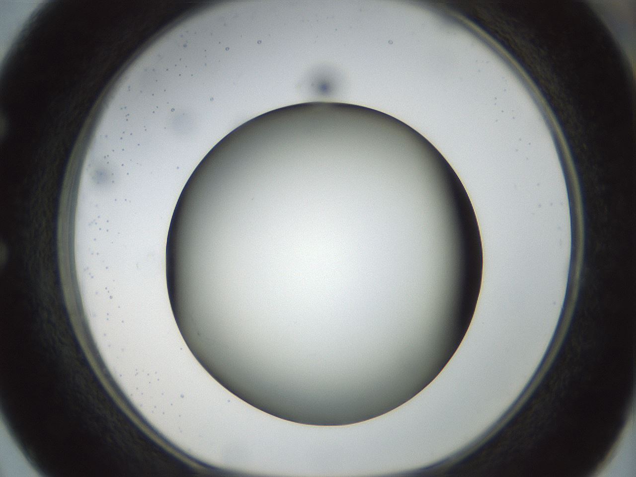 folderID300_plateID1300_batchID4268_wellNum50_profileID1_d1_r78729_ef.jpg