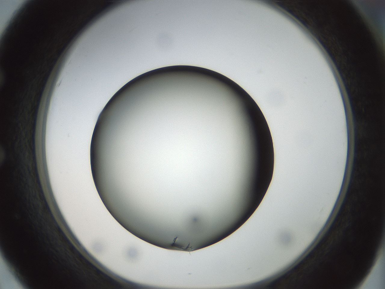 folderID300_plateID1300_batchID4268_wellNum51_profileID1_d1_r78730_ef.jpg