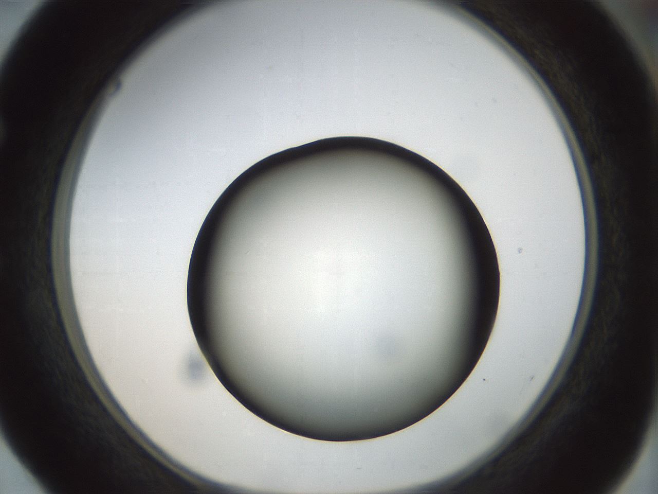 folderID300_plateID1300_batchID4268_wellNum52_profileID1_d1_r78731_ef.jpg