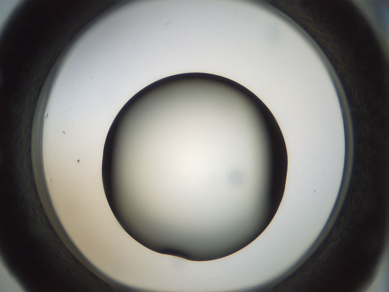 folderID300_plateID1300_batchID4268_wellNum53_profileID1_d1_r78732_ef.jpg