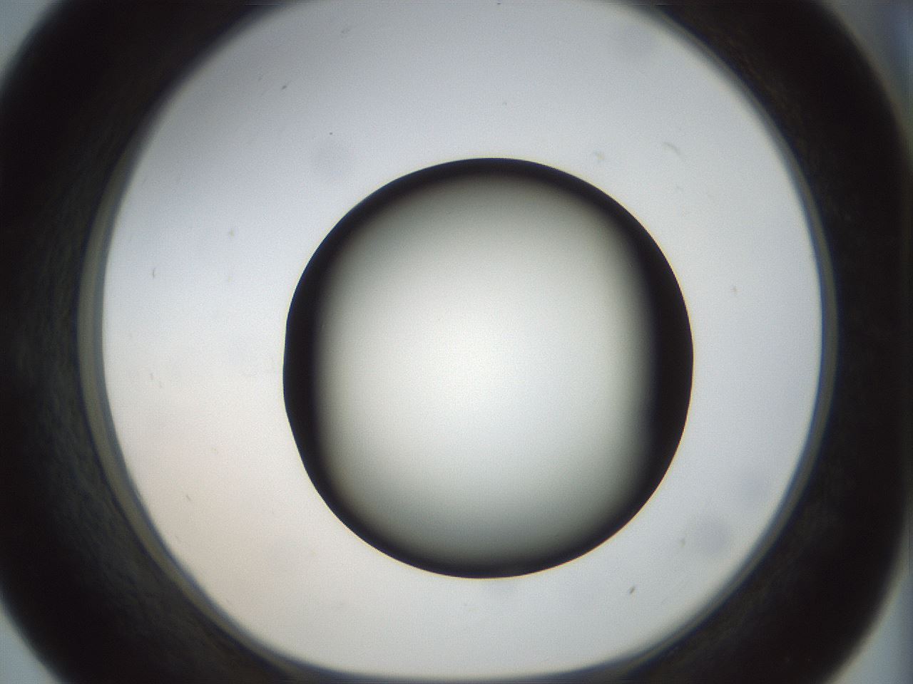 folderID300_plateID1300_batchID4268_wellNum55_profileID1_d1_r78734_ef.jpg