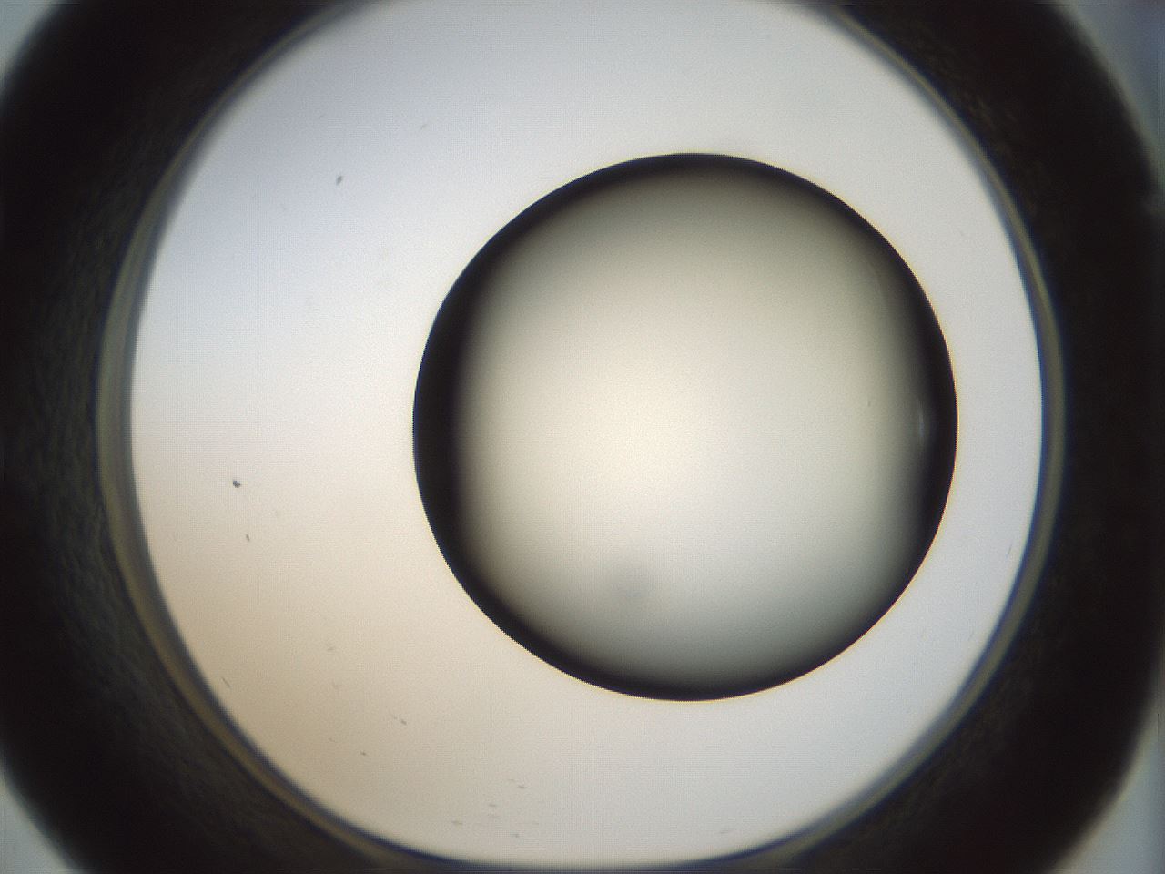 folderID300_plateID1300_batchID4268_wellNum57_profileID1_d1_r78736_ef.jpg