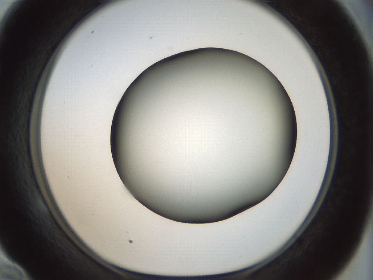 folderID300_plateID1300_batchID4268_wellNum58_profileID1_d1_r78737_ef.jpg