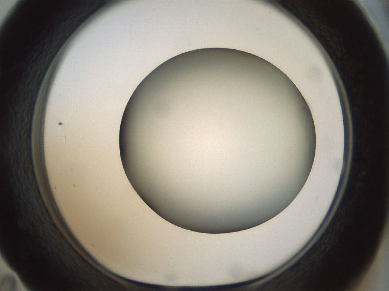folderID300_plateID1300_batchID4268_wellNum59_profileID1_d1_r78738_ef.jpg