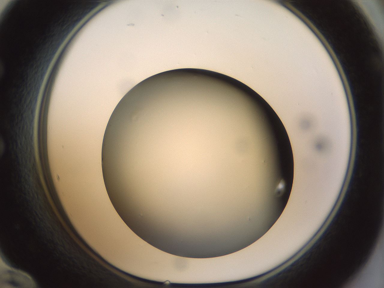 folderID300_plateID1300_batchID4268_wellNum60_profileID1_d1_r78739_ef.jpg