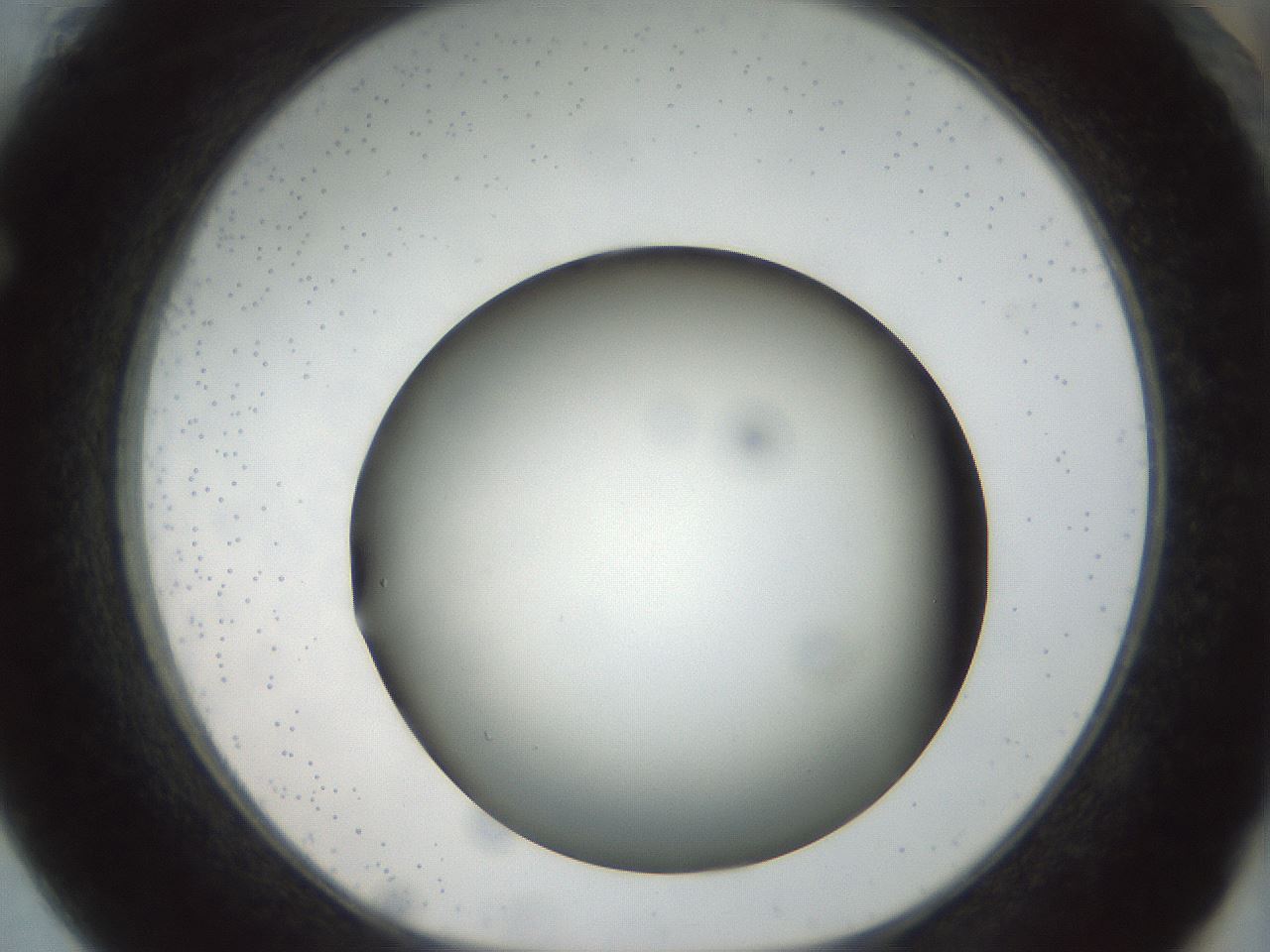 folderID300_plateID1300_batchID4268_wellNum61_profileID1_d1_r78740_ef.jpg