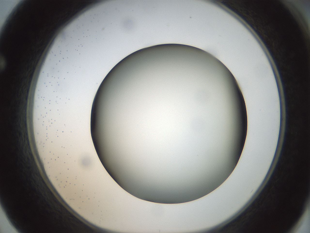 folderID300_plateID1300_batchID4268_wellNum62_profileID1_d1_r78741_ef.jpg