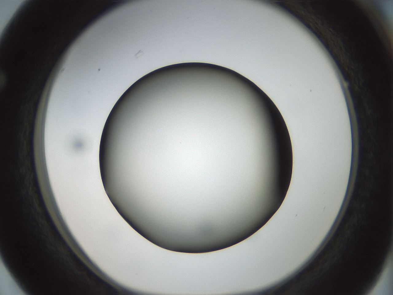 folderID300_plateID1300_batchID4268_wellNum63_profileID1_d1_r78742_ef.jpg